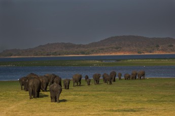 Water is scarce at the end of the dry season. Over the day the elephants hide in the bushes and emerge only in the late afternoon to drink from the large basin.