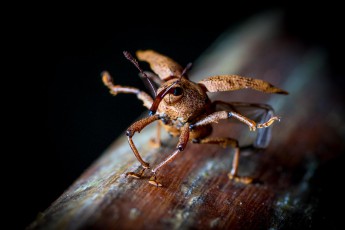 An unknown weevil shortly before departure.