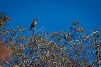 A white-fronted Bee Eater