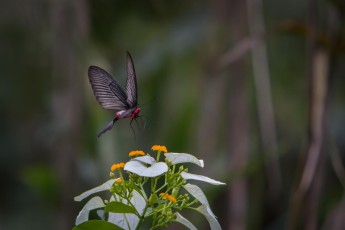 More than 5,500 insects and 140 species of mammals live in the Phong Nha Ke Bang National Park - many of them only here.