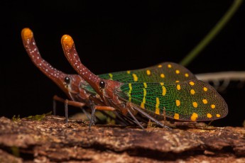 Ein Laternenkäferpärchen.
