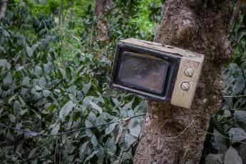 A disused microwave oven nailed to a tree. Why? The solution: Eviscerated appliances such as televisions are often used as post boxes.