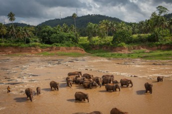 The elephant house in Pinnawela serves as an orphanage, kindergarten and breeding ground for wild Asian elephants. The world's largest herd of captive elephants lives here.