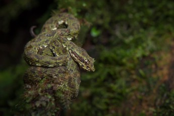 Sehr giftig, aber nicht tödlich, und perfekt ihrem Untergrund angepasst: Eine Greifschwanz-Lanzenotter auf einer Baumwurzel.