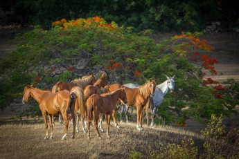 
During my morning walk on the grounds of Marie-Claude's ranch, I startle these wild horses. Every few meters they stop and look around curiously for me.