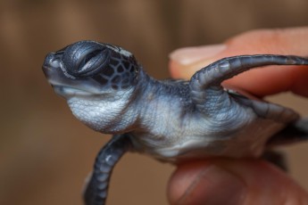 Kosgoda - Diese Schildkröte ist gerade einmal 2 Tage alt.

