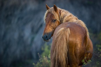 A wild horse on the grounds of Marie-Claude's ranch. When they are not needed on the farms, the horses are left to themselves for months. Until perhaps one day they are caught again.