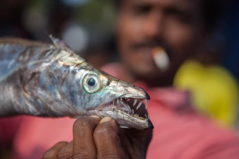 Zähne zeigen - auf dem Fischmarkt bei Alutgama
