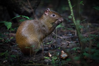 Agutis are rodents and are about the size of beavers. They feed on fruits, nuts, leaves, small branches and roots. I am lucky, because for a few seconds a ray of sunlight illuminates the coat.