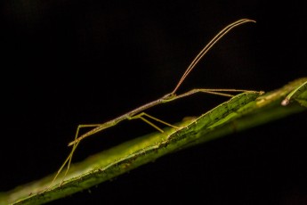 Eine Stabschrecke von der Seite. Von oben betrachtet, ist sie von einem Zweig kaum zu unterscheiden.