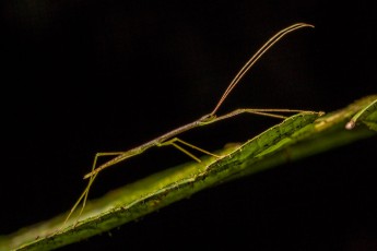 Eine Stabschrecke von der Seite. Von oben betrachtet, ist sie von einem Zweig kaum zu unterscheiden.

