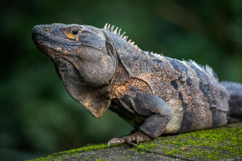 Nationalpark Guanacaste: Auf der Suche nach einem Sonnenplatz hat dieser gemeine Schwarzleguan sein Baumrefugium verlassen.