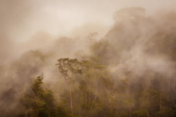 Phong Nha Ke Bang Nationalpark: Wolkenschwaden fließen durch die Baumkronen - ein wunderschönes Naturschauspiel.

