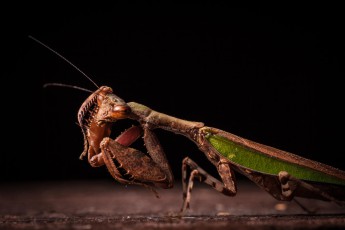 A praying mantis cleansing her facet eyes.