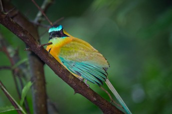 This is my only picture of the wonderfully iridescent but shy Amazonian motmot. The sound of my camera shutter scared him away.