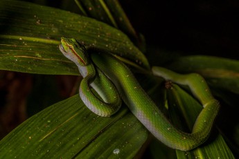 Im Regenwald ist auch mal Vorsicht angesagt: nachts entdecken wir diese Wagler Pit Viper, deren Biss tödlich sein kann.
