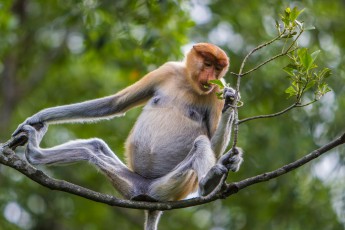 Ein Nasenaffe verzehrt Blätter. Diese faszinierenden Primaten sind nur hier in Borneo beheimatet.

