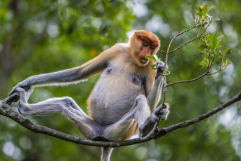 Ein Nasenaffe verzehrt Blätter. Diese faszinierenden Primaten sind nur hier in Borneo beheimatet.
