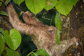 Probably the most touching moment of our journey: We discover a sloth drenched by rain on a tree. As she stretches out to climb another branch (and it takes time...), she gives a glimpse of her young. A very rare sight. We are deeply touched for a long time.