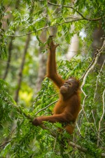 An orangutan kid feeds on leaves high up in the tree.