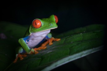 The beautiful red-eyed treefrog.