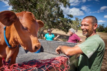 This calf's mother has died. Countrywoman Marianne (with hat in the background) hands it over to the care of a farmer who wants to raise the calf from foster parents on his farm.