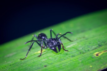 A bullet ant. Here you can see its biting tools. The sting is one of the most painful in the animal kingdom.