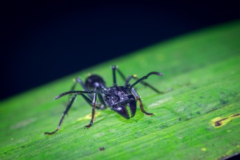 Eine Kugelameise. Hier sind ihre Beißwerkzeuge gut zu sehen. Ihr Stich zählt zu den schmerzhaftesten im Tierreich.