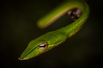 A long-nosed whip snake. Seen from above, it can hardly be distinguished from a leaf. The head is only about 2 centimetres wide.