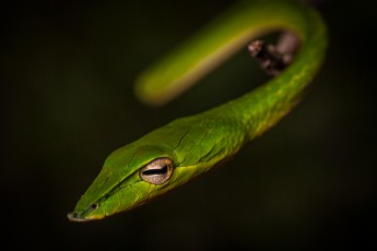 
A long-nosed whip snake. Seen from above, it can hardly be distinguished from a leaf. The head is only about 2 centimetres wide.