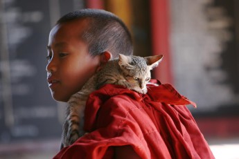 Burma/Myanmar, Inle Lake: Wer Mönch werden will, muss täglich und stundenlang Texte aus der Tripitaka, dem heiligen Buch der burmesischen Buddhisten, auswendig lernen. Da sind vor allem junge Novizen für jede kleine Unterbrechung dankbar.