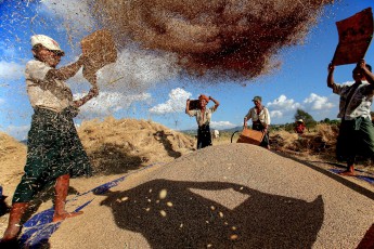 Burma/Myanmar, Inle Lake. Bei der Ernte wird der Spreu von den Reiskörnern getrennt. Über siebzig Prozent der Bevölkerung Myanmars arbeitet in der Landwirtschaft.