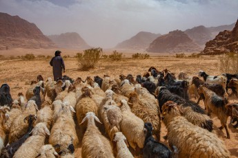 Jordan: Abu Yousef leads his goats to a new feeding place.