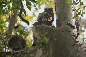 The Veddas are excellent honey hunters. On this day, however, it took almost three hours before they spotted this hive about 20 metres up the tree.
Without any aids, three Veddas climb the tree, only Guna Bandiya picks the honeycombs out of the tree cavity with great physical effort.
He is stung several times, but the Veddas do not know gloves, masks or similar means of protection. The Veddas do not know any means of protection.