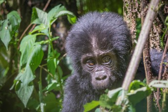 Einer der Höhepunkte jeder Uganda-Reise: Besuch bei den Berggorillas im Bwindi Impenetrable Forest. Nur eine Sekunde nach dieser Aufnahme verschwindet das sechs Monate alte Gorillababy uneinsehbar im Schatten eines Busches.

