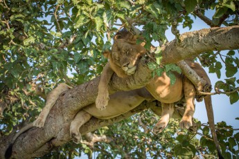 Nur eine halbe Stunde zuvor dämpfte ein Guide des Nationalparks jede Hoffnung: "Ich war die letzten zwei Wochen jeden Tag im Park. Nie habe ich auch nur einen Löwen zu Gesicht bekommen. Sie sind wohl über die Grenze zum Kongo verschwunden." Eine Prise Glück gehört eben auch ins Fotografengepäck.