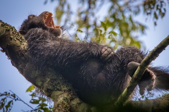 Hoch oben in einem Baum im Kibale Nationalpark genießt dieser Schimpanse die ersten Sonnenstrahlen nach einem Platzregen.


