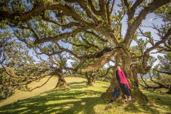 Fanal: Der Til ist mit bis zu 40 Metern Höhe der größte Baum des Lorbeerwaldes. Hier hat er Platz genug, um mächtige Äste und Kronenformen auszubilden.