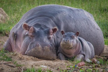 Mother and baby hippo on the banks of the Kazinga Channel. Individual animals weigh up to 4,500 kilograms. 5,000 hippos roam the waters that connect Lake George and Lake Edward. It is the world's largest population of hippos.