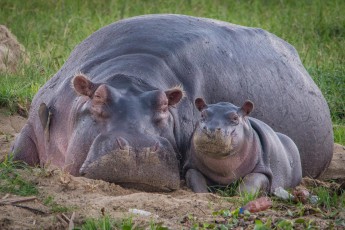 Nilpferdmama und Kind am Ufer des Kazinga Kanals. Einzelne Tiere bringen ein Gewicht von bis zu 4.500 Kilogramm auf die Waage. 5.000 Exemplare tummeln sich im Gewässer, das Lake George und Lake Edward verbindet. Es ist die weltweit größe Population an Nilpferden.

