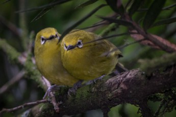 A pair of Nothern Yellow White Eyes in the Rwenzori Mountains. Only once did I catch sight of a pair, only for a few seconds did they nestle close together.