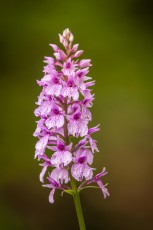 Viele Orchideen sind Aufsetzerpflanzen, die sich von Wasser und Nährstoffen ihrer Wirte versorgen.