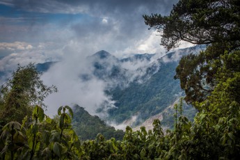 The Rwenzori - one of the most fantastic landscapes I've ever walked through - while only walking through a very small part, mostly primary rainforest, like here. The picture shows scars from landslides. Permanent rain washes away the very steep terrain, and boulders pelt down the valley every day.