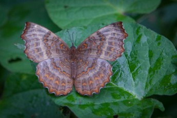 Ein unbekannter Schmetterling im Rwenzori. Uganda ist Heimat von über 1.230 Arten, davon sind 31 endemisch.

