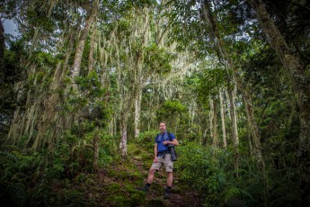 Rwenzori. Oberhalb des primären Regenwalds durchwandern wir die - wörtlich übersetzt - 'Heidezone' mit bis zu 8 Meter hohen Erikabäumen. Diese und viele andere Baumarten sind mit Flechten behangen. Letztere sind Reinheits-Indikatoren: Je mehr Flechten, desto sauberer die Luft.

