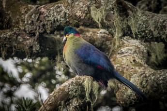 Probably the most beautiful bird of my Uganda trip: the Rwenzori Touraco. As the name suggests, it is exclusively native to the Rwenzori (=endemic). In flight, you can marvel at its crimson wing spots from below (in the picture you can glimpse them under its blue plumage). What a nature experience!