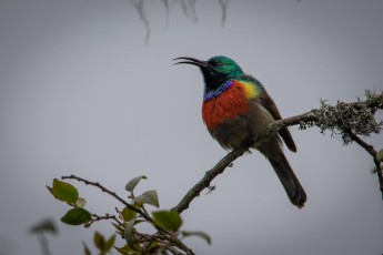 In three days, only once I had a clear view of the Rwenzori Double-Collared Sunbird, one of 17 endemic bird species of Rwenzori.