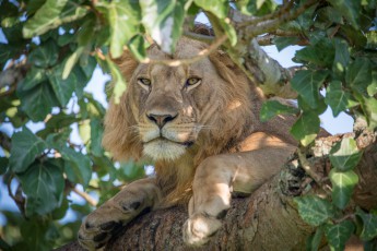 Der Queen Elizabeth Nationalpark ist einer der wenigen Orte weltweit, wo Löwen tagsüber auf Bäume steigen. Dieses Löwenmännchen unterbricht kurz seinen Schlaf, blickt mich an, und dämmert ein paar Augenblicke später wieder weg.

