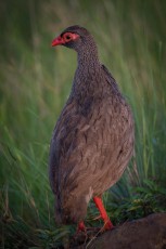 Handsome Francolins are considered extremely shy and therefore difficult to observe. The best chances are when foraging - as here - in the early morning.