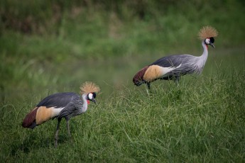 The South African crowned crane is Uganda's national animal. This pair trudges through the garden of Enjojo Lodge. It is mating season, the male on the right is courting the female. I watch and take pictures - this time, for once, from the comfort of my breakfast table.